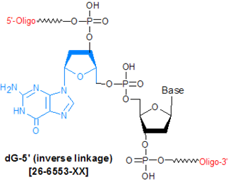 picture of Inverted dG (reverse linkage)